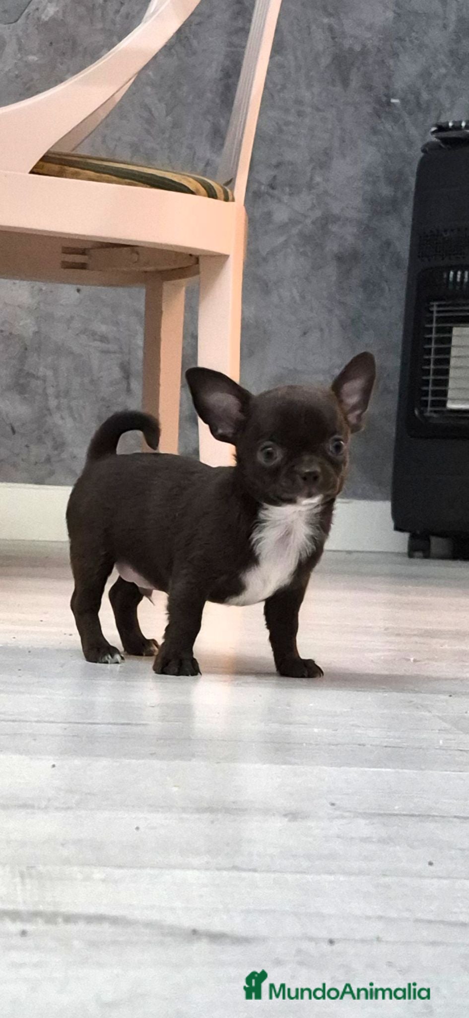 Chihuahua perros Chihuahuas toys impresionantes  - Anuncio 31