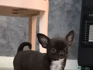 Chihuahua perros Chihuahuas toys impresionantes - Anuncio 1