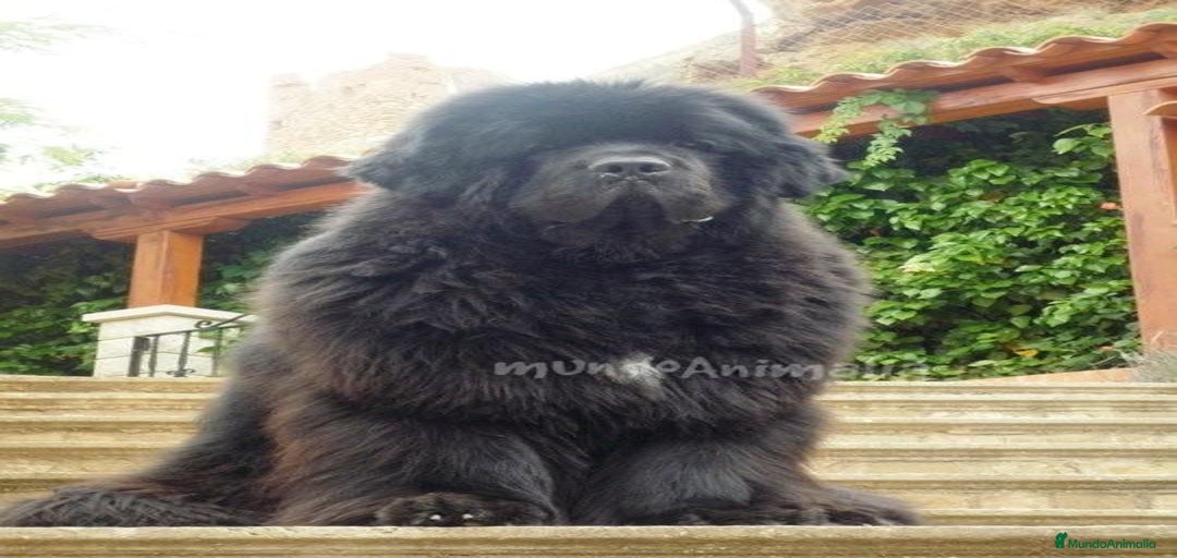 Imagen de galería {{count}}