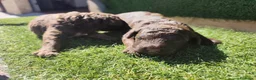 Perro de Agua Español perros en venta: Cachorros perros de agua en Zaragoza - Anuncio 17