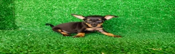 Pinscher Miniatura perros en venta: Pinscher miniatura - Anuncio 7