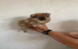 Pomerania perros en venta: CACHORROS DE POMERANIA  - Imagen 4
