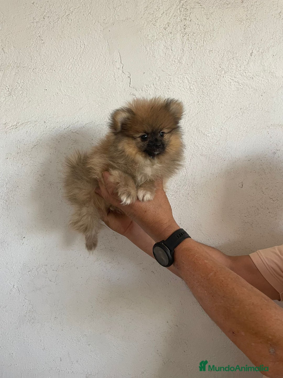 Pomerania perros en venta: CACHORROS DE POMERANIA  - Imagen 4
