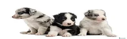 Border Collie perros en venta: BORDER COLLIE CACHORROS DESDE 350€ !! - Anuncio 6