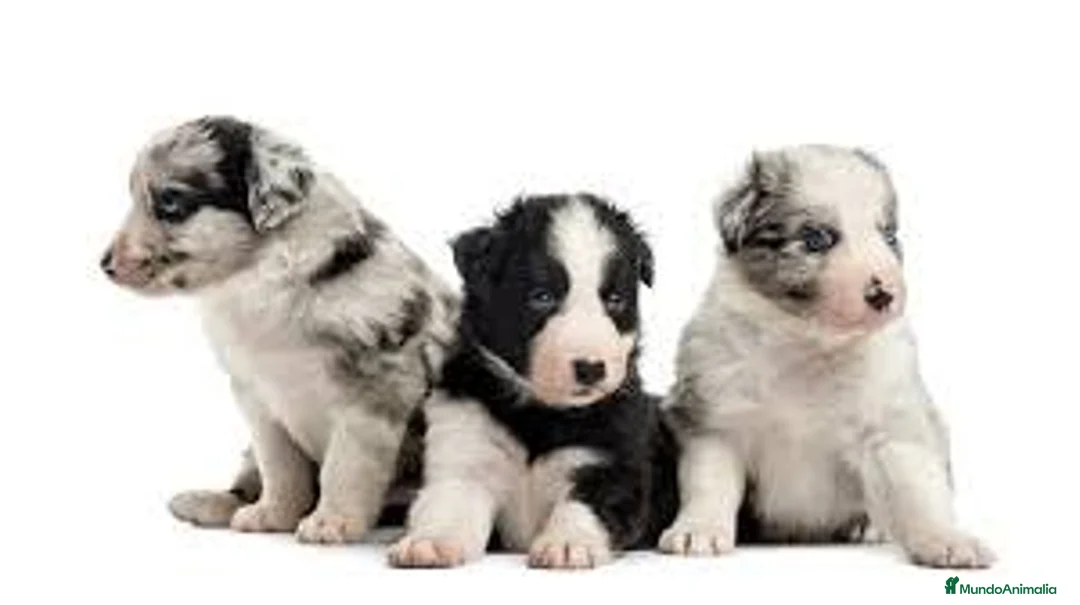 Border Collie perros en venta: BORDER COLLIE CACHORROS DESDE 350€ !! - Anuncio 6