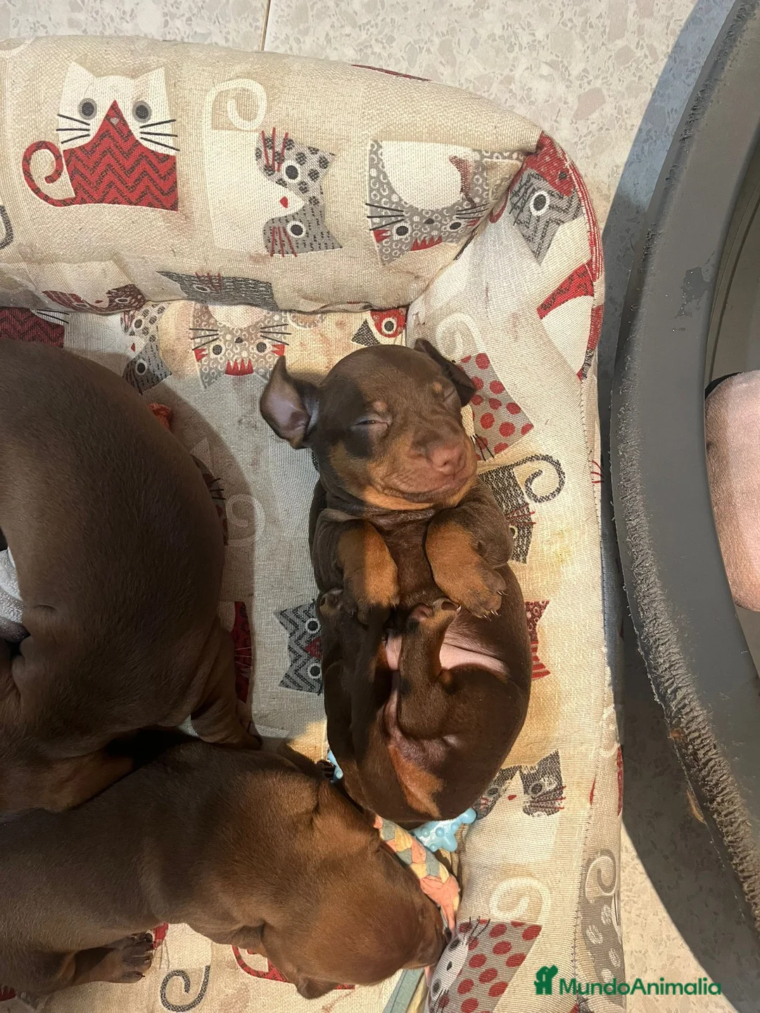 Teckel Miniatura perros en venta: Teckel  - Anuncio 1