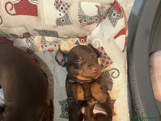 Teckel Miniatura perros Teckel - Anuncio 41