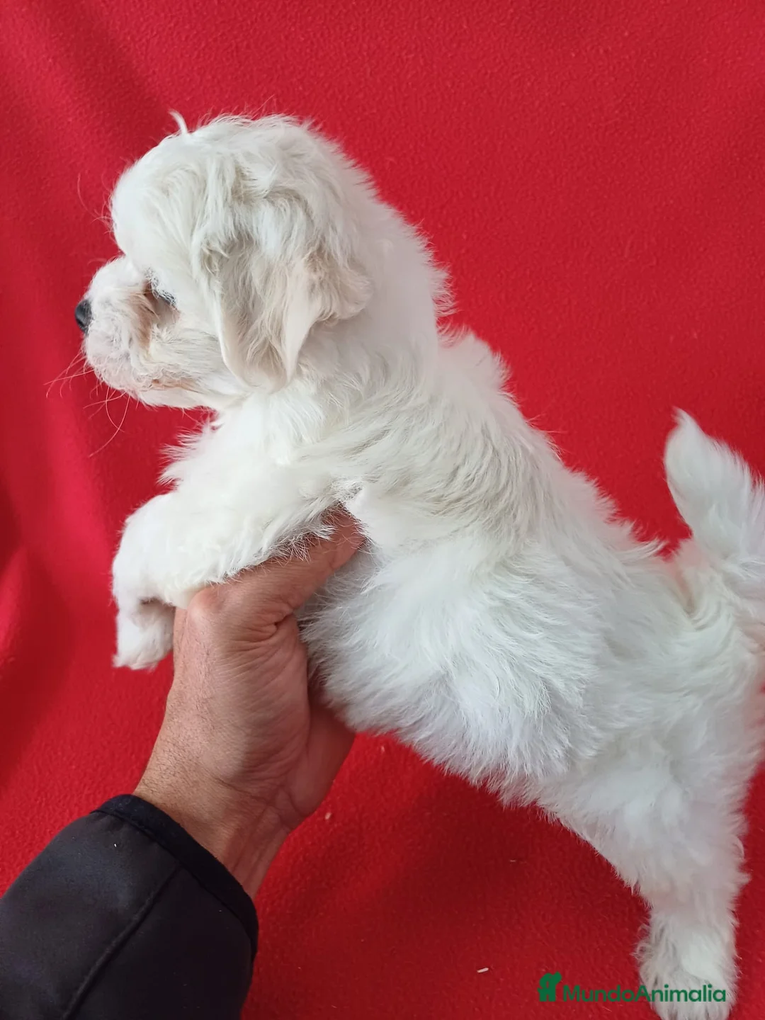 Bichón Maltés perros en venta: Bichon Maltés Americano  - Anuncio 2