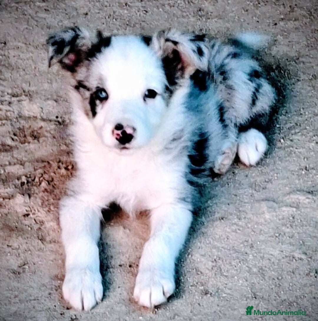 Border Collie perros en venta: Boder collie en provincia de Madrid - Imagen 3