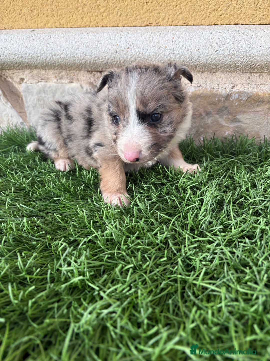 Border Collie perros en venta: Cachorro Border collie Merle macho  - Anuncio 13