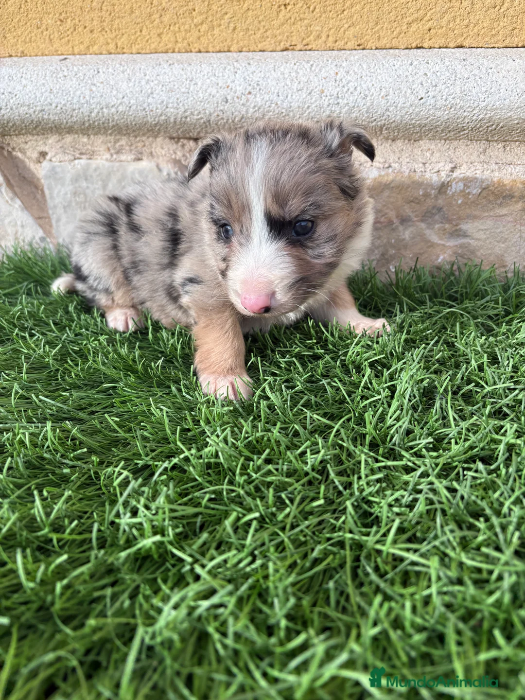 Border Collie perros en venta: Cachorro Border collie Merle macho  - Anuncio 13