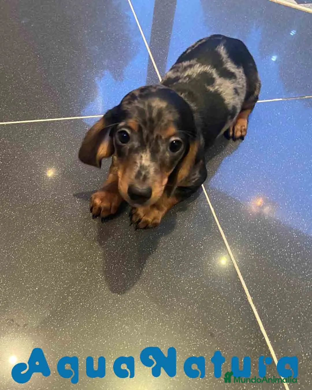 Teckel Miniatura perros en venta: Teckel Macho de Tria y Luisiño 2022 AQUANATURA - Anuncio 5