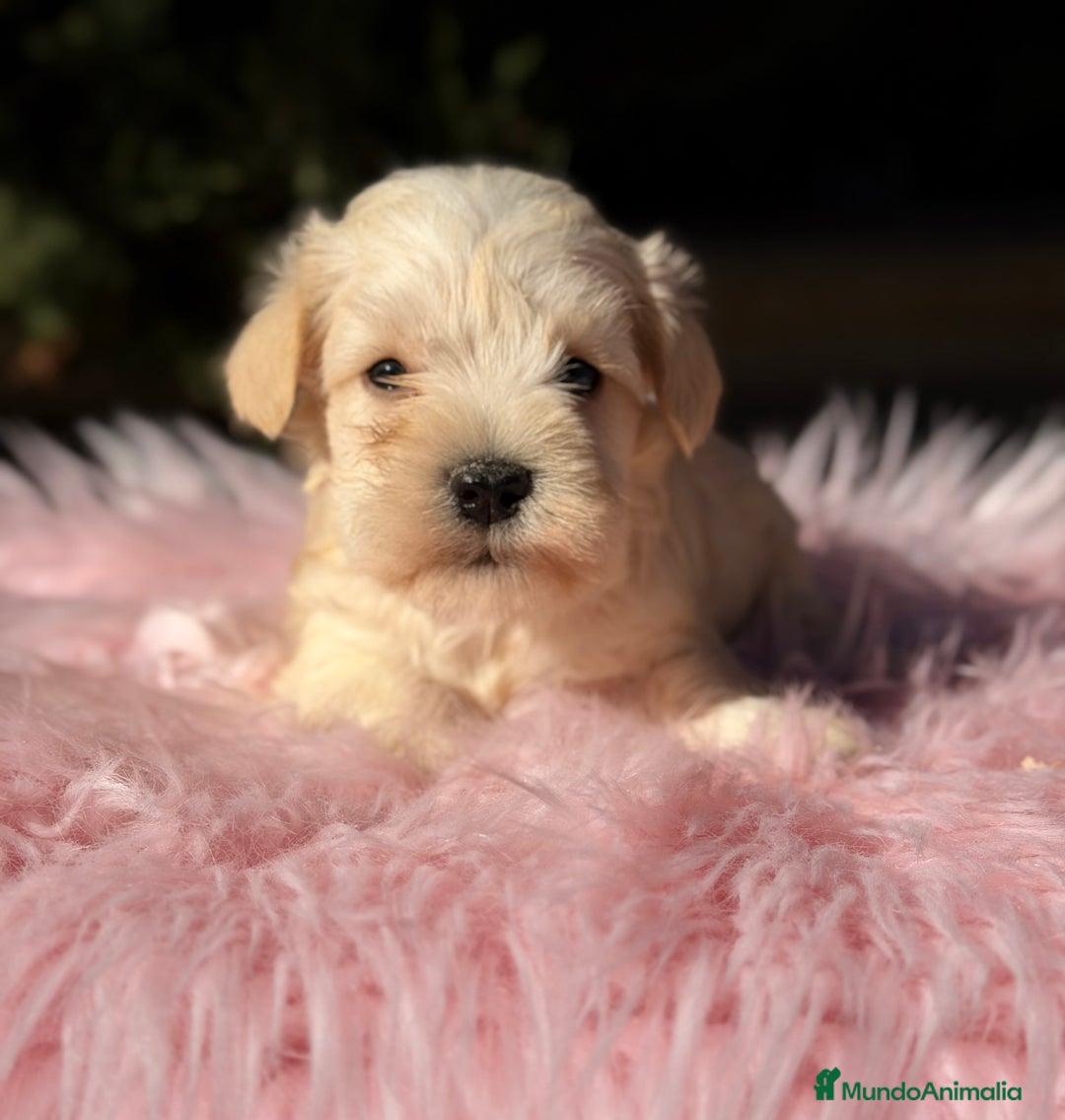 Schnauzer Miniatura perros en venta: Schnauxer miniatura blanca  - Anuncio 2