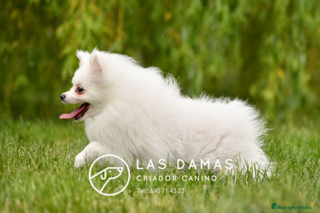 Pomerania perros en venta: Cachorros de Pomerania. Elegancia y Exclusividad en Rubena - Imagen 3