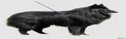 Pastor Belga Groenendael perros en venta: Pastor Belga groenendael cachorros machos  - Anuncio 7