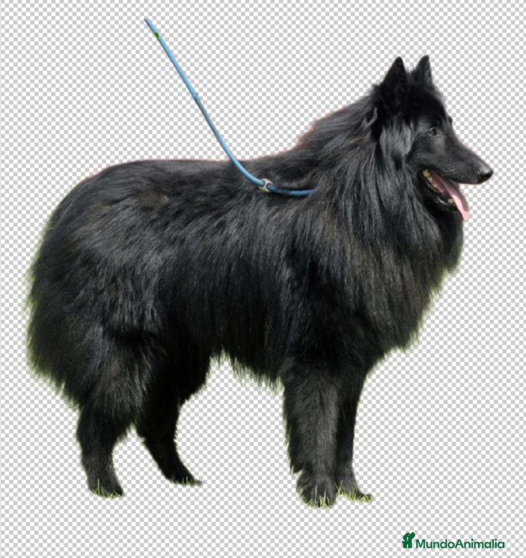 Pastor Belga Groenendael perros en venta: Pastor Belga groenendael cachorros machos  - Anuncio 7