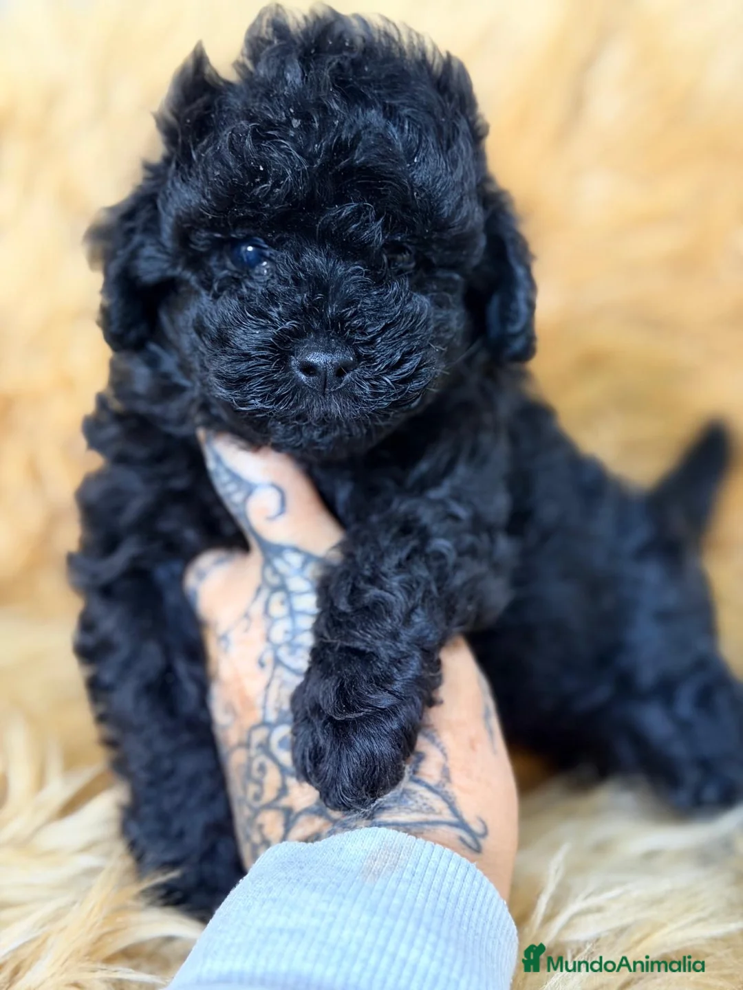 Caniche Toy perros en venta: CANICHE NEGRO SÓLIDO TOY  - Anuncio 1