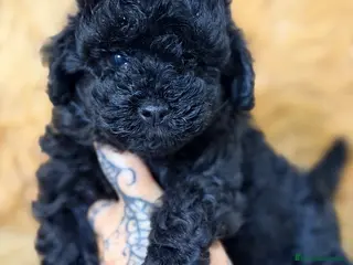 Caniche Toy perros CANICHE NEGRO SÓLIDO TOY - Anuncio 1