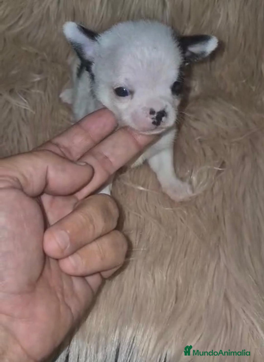 Chihuahua perros en venta: Chihuahua mini-toy ruso - Imagen 7