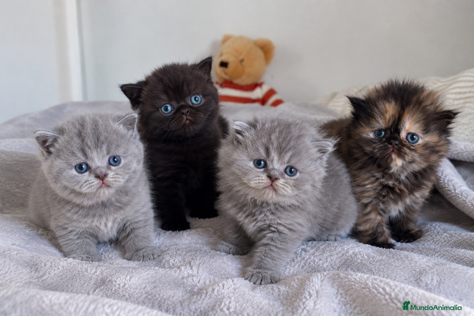 Británico de Pelo Corto gatos en venta: ESPECTACULARES BRITISH SHORTHAIR & LONGHAIR ✨🐱 - Anuncio 1