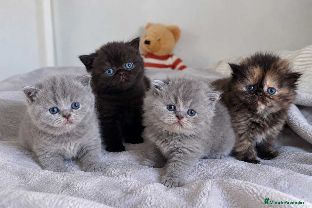 Británico de Pelo Corto gatos en venta: ESPECTACULARES BRITISH SHORTHAIR & LONGHAIR ✨🐱 - Anuncio 1