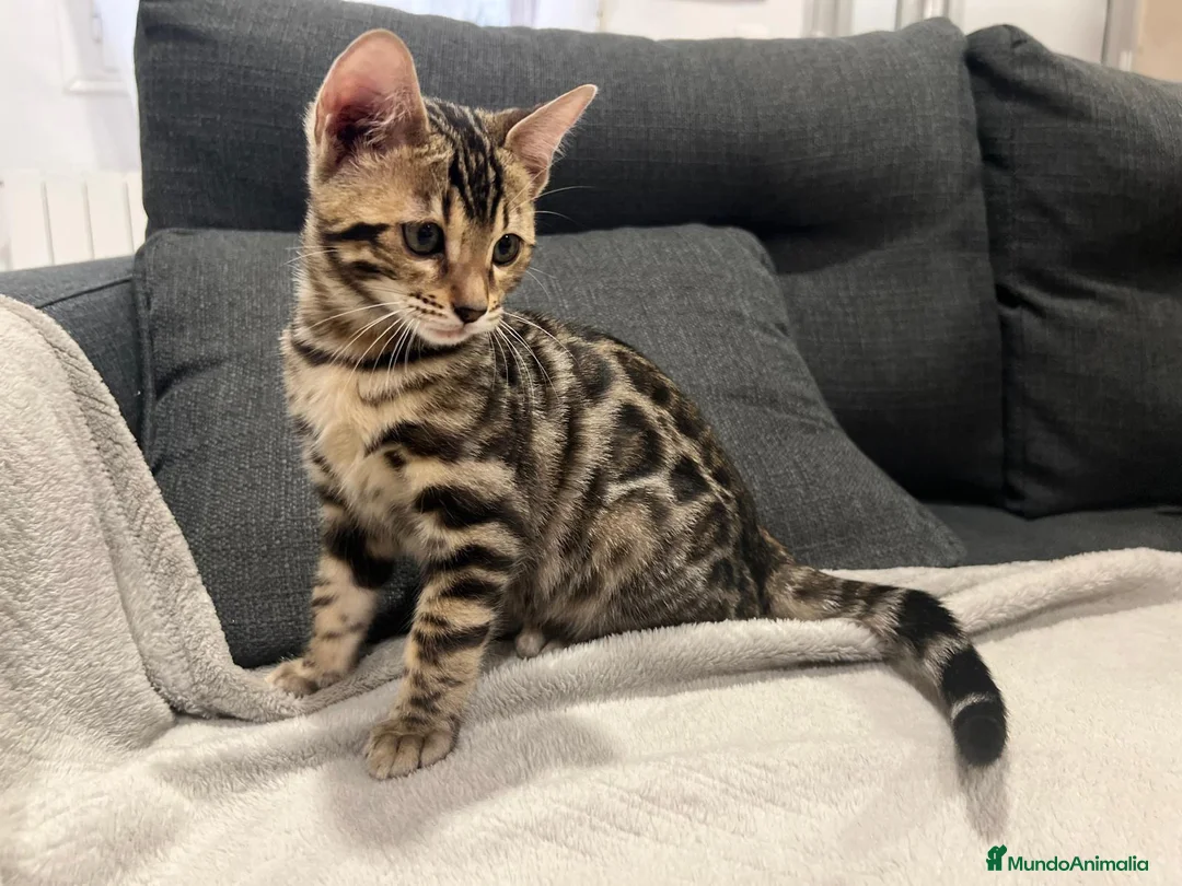 Bengalí gatos en venta: Bengalíes  en Cáceres - Anuncio 6
