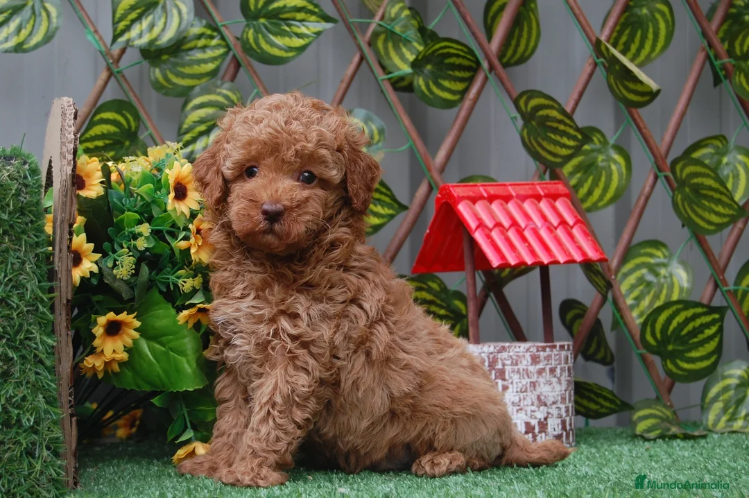 Caniche Toy perros en venta: Preciosa camada de Caniche toy  en Granada - Anuncio 6