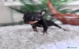 Pinscher Miniatura perros en venta: MINI PINSCHER MUNIATURA - Anuncio 6