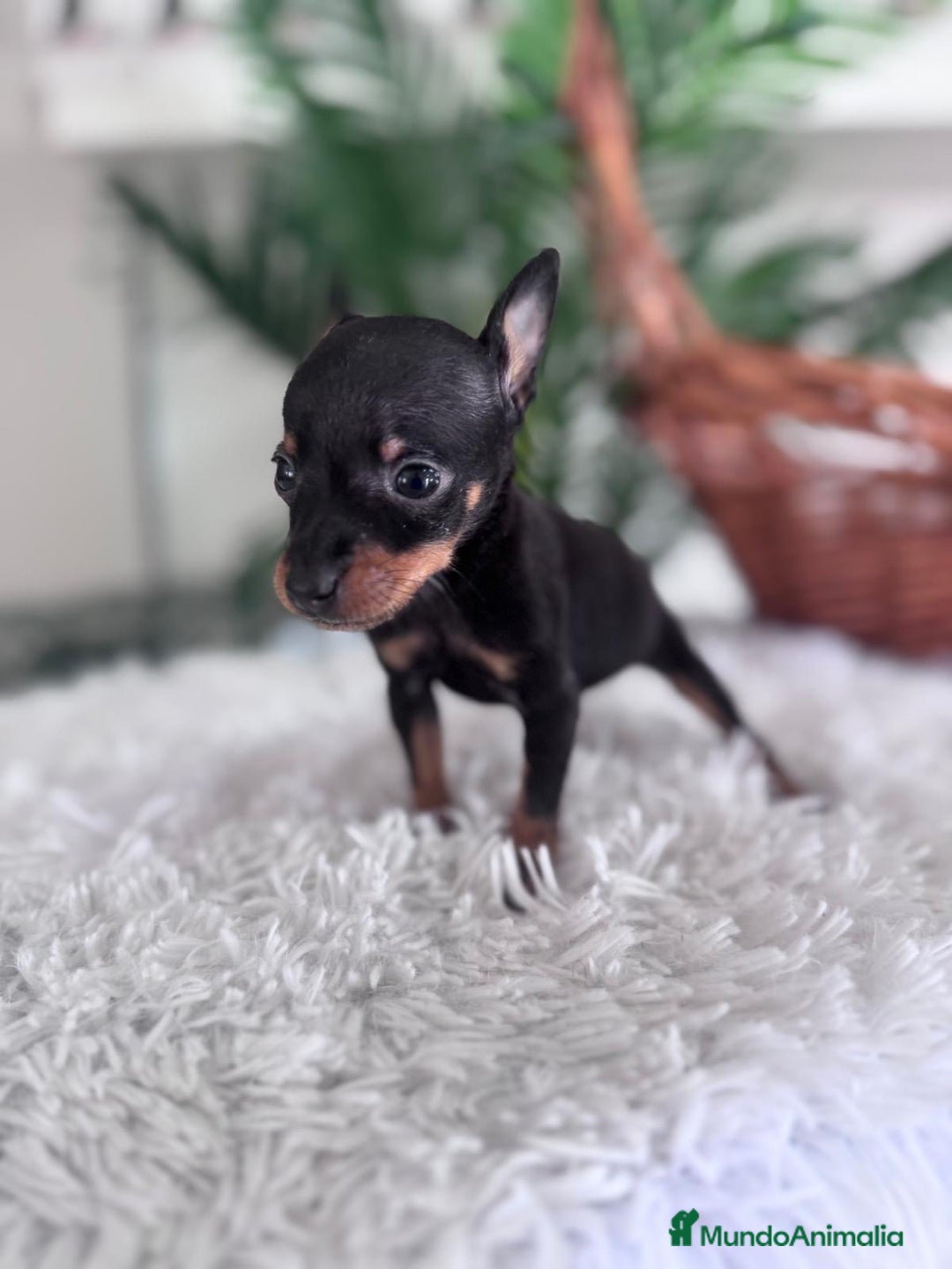 Pinscher Miniatura perros en venta: MINI PINSCHER MUNIATURA - Anuncio 6
