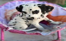 Dálmata perros en venta: Dalmata macho  - Imagen 2