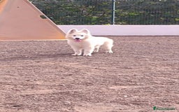 Pastor Blanco Suizo perros en venta: Pastor Blanco Suizo  - Imagen 3