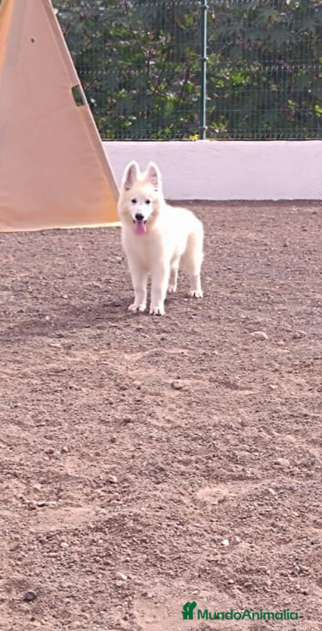 Pastor Blanco Suizo perros en venta: Pastor Blanco Suizo  - Imagen 3