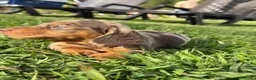 Teckel Miniatura perros en venta: TECKEL MINIATURA ARLEQUINES  - Anuncio 2