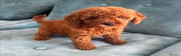 Caniche Toy perros en venta: Caniche toy 75% asiatico  - Anuncio 1
