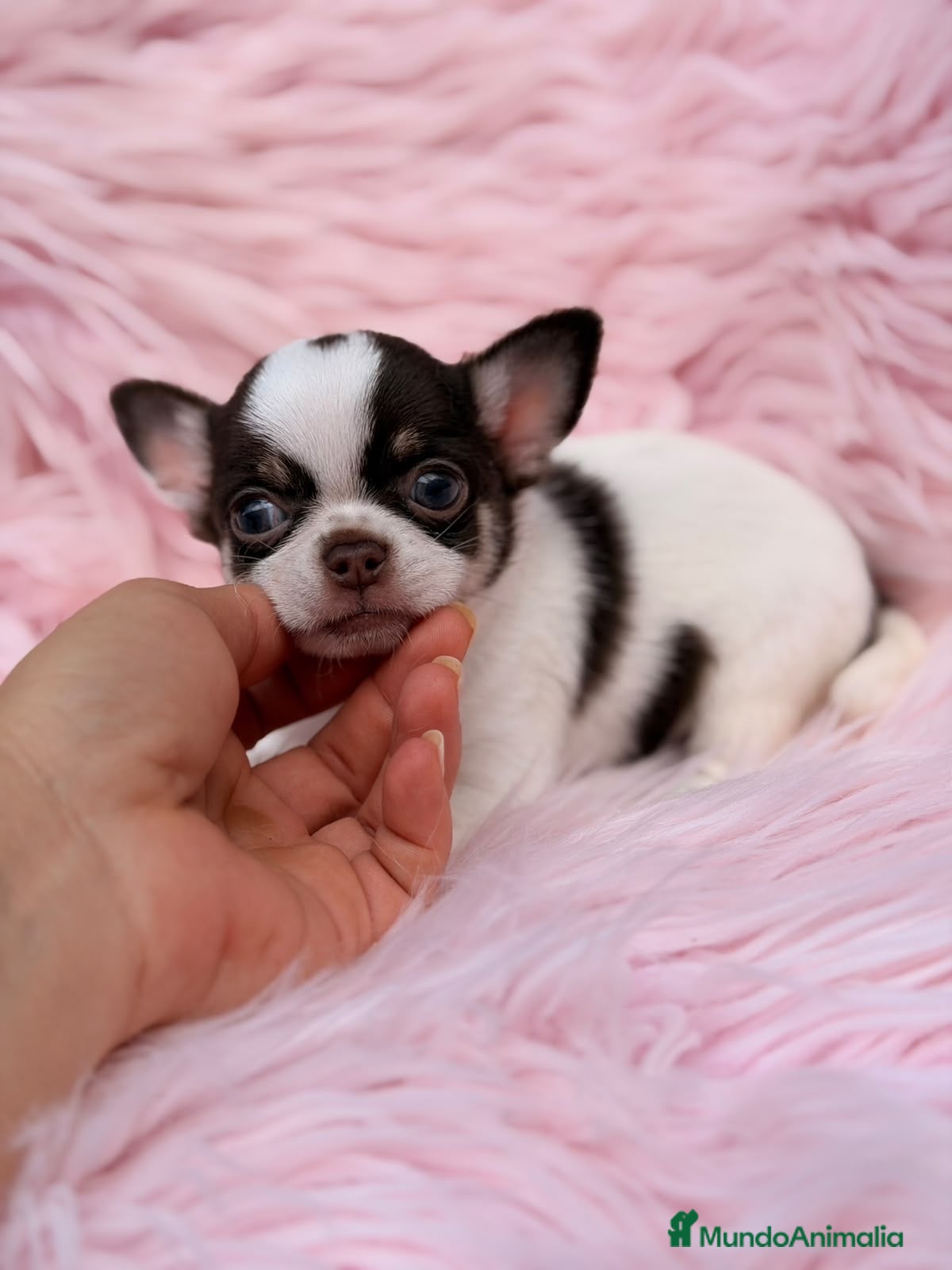 Chihuahua perros Hembra chihuahua 🐾 - Anuncio 3