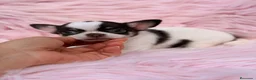 Chihuahua perros en venta: Hembra chihuahua 🐾 - Anuncio 1