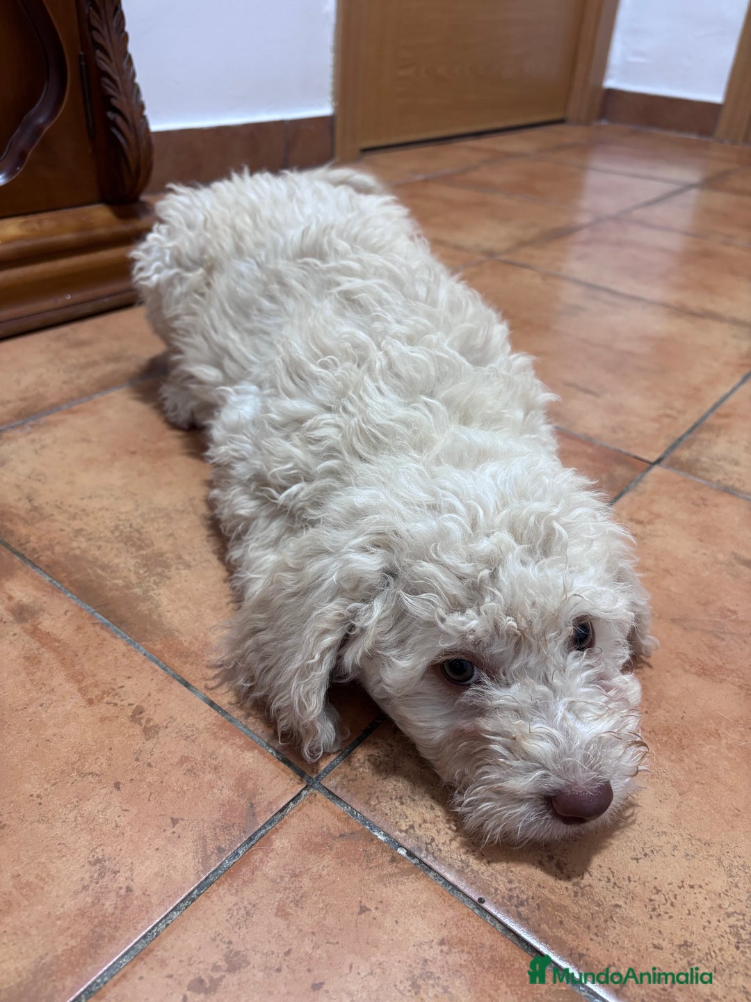 Perro de Agua Español perros en venta: Cachorra de perro de agua Español  - Imagen 3