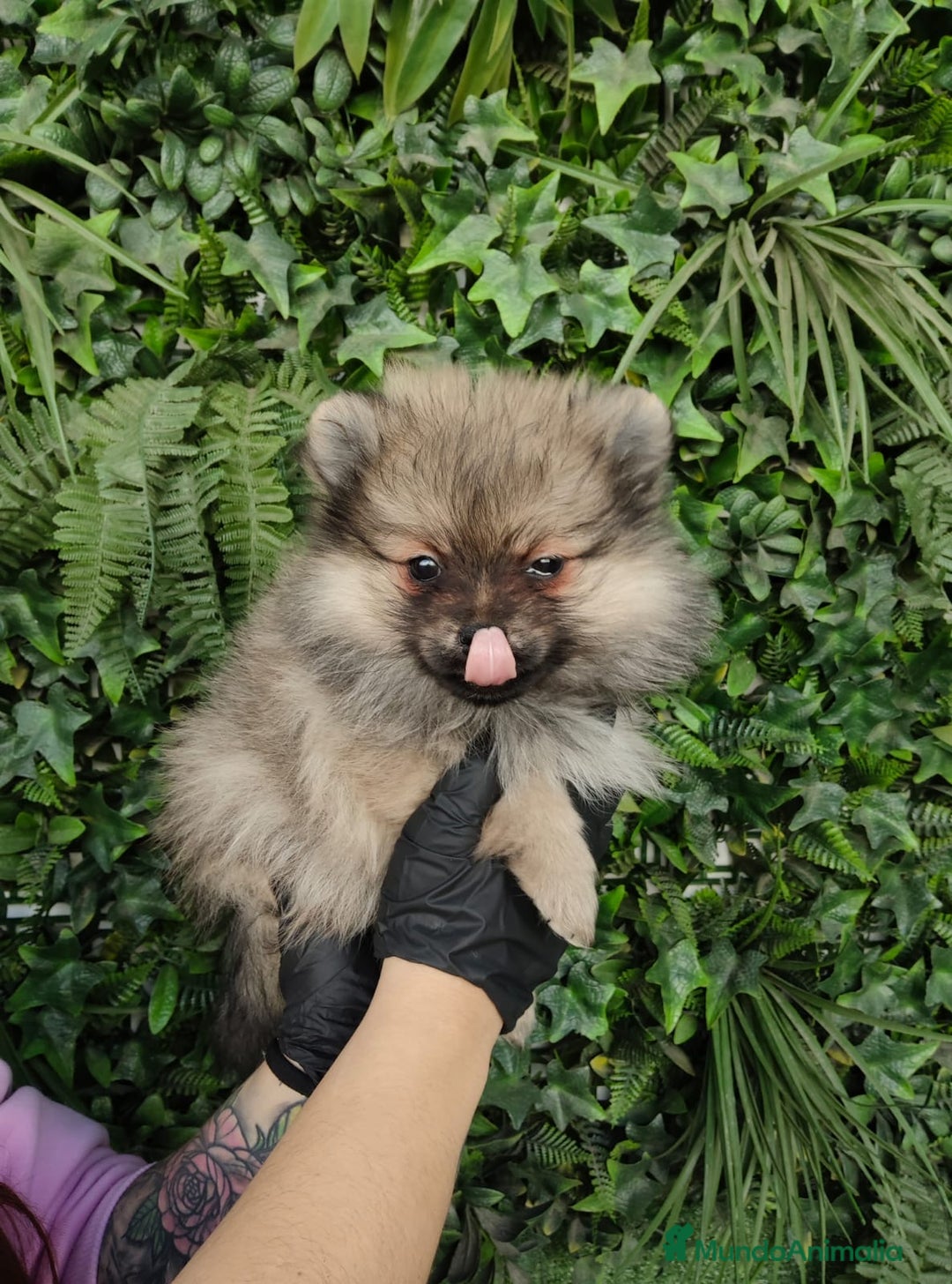 Pomerania perros en venta: PRECIOSOS POMERANIAS SABLES  - Anuncio 2