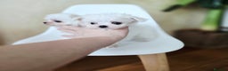 Bichón Maltés perros en venta: Cachorros de Bichón Maltés coreano micro  - Anuncio 3
