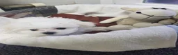 Bichón Maltés perros en venta: Bichón maltes - Anuncio 7