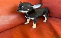 Chihuahua perros en venta: Chihuahua toy - Imagen 1