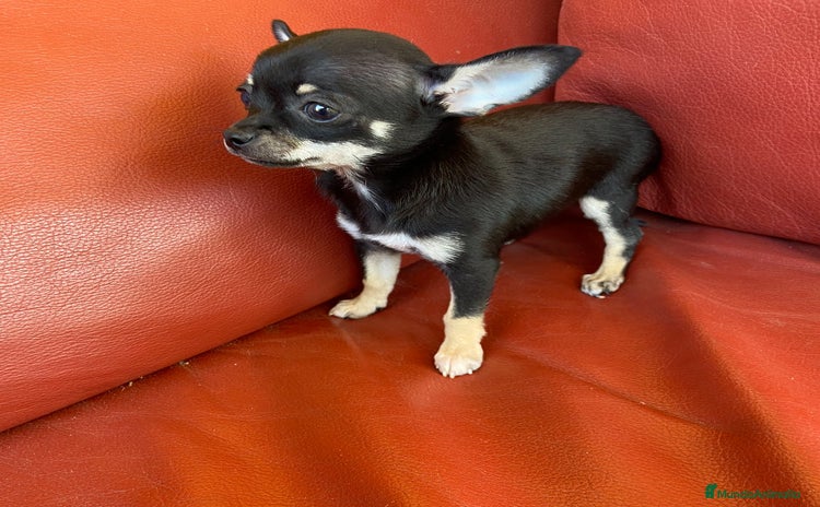 Chihuahua perros - Propaganda 1