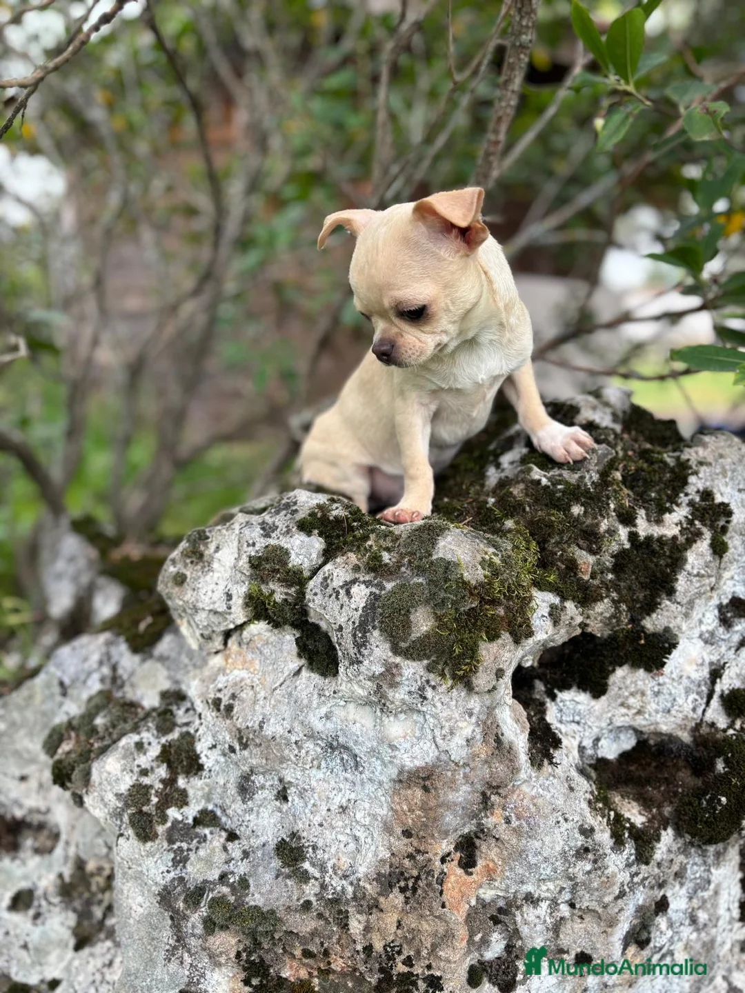 Chihuahua perros en venta: Chihuahua Toy Macho disponible!! - Anuncio 7