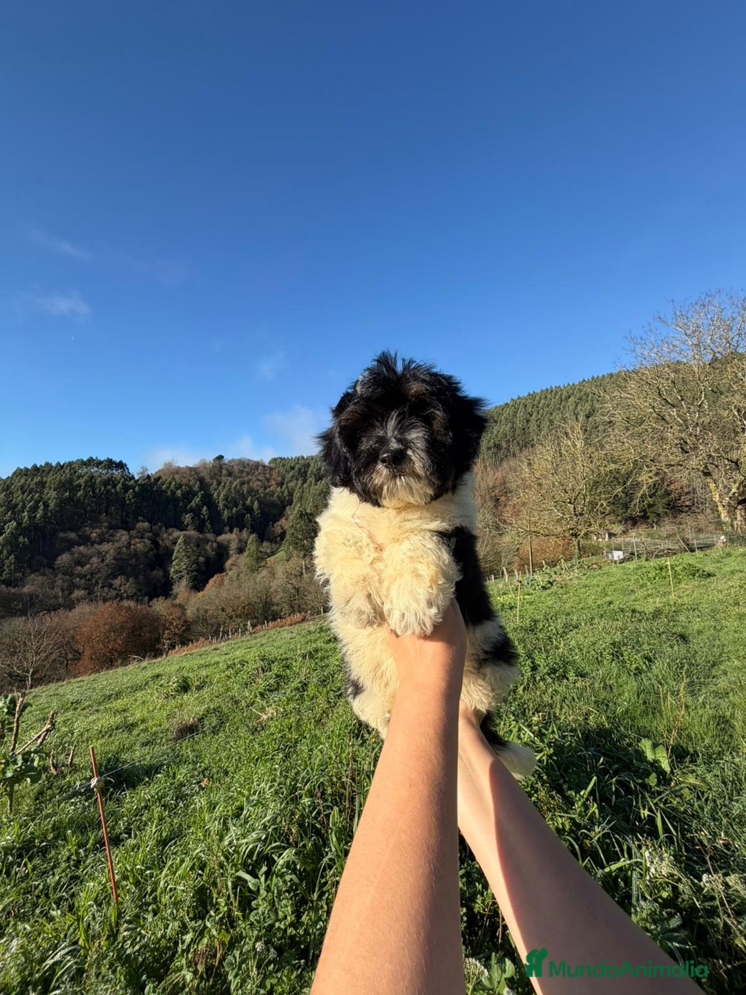 Caniche Toy perros en venta: Cachorros caniche toy  - Anuncio 1