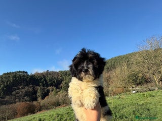 Caniche Toy perros Cachorros caniche toy - Anuncio 36