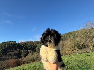 Caniche Toy perros Cachorros caniche toy - Anuncio 15