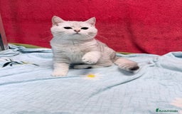 Británico de Pelo Corto gatos en venta: British Silver Shaded Negro - Anuncio 1