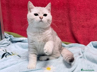 Británico de Pelo Corto gatos - Anuncio 11