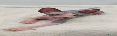 Sphynx Gatito 1