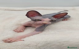 Sphynx gatos en venta: Preciosa camada de machitos - Anuncio 1